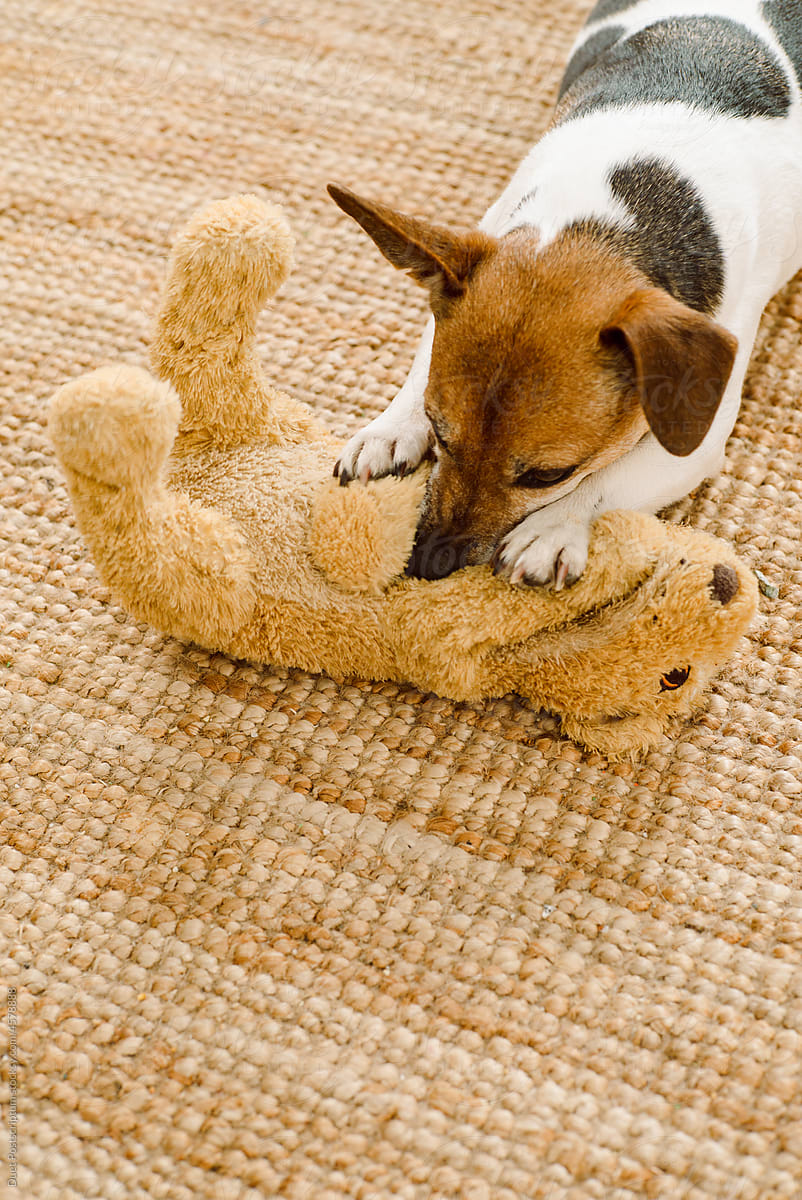 Small dog chewing on a soft line toy