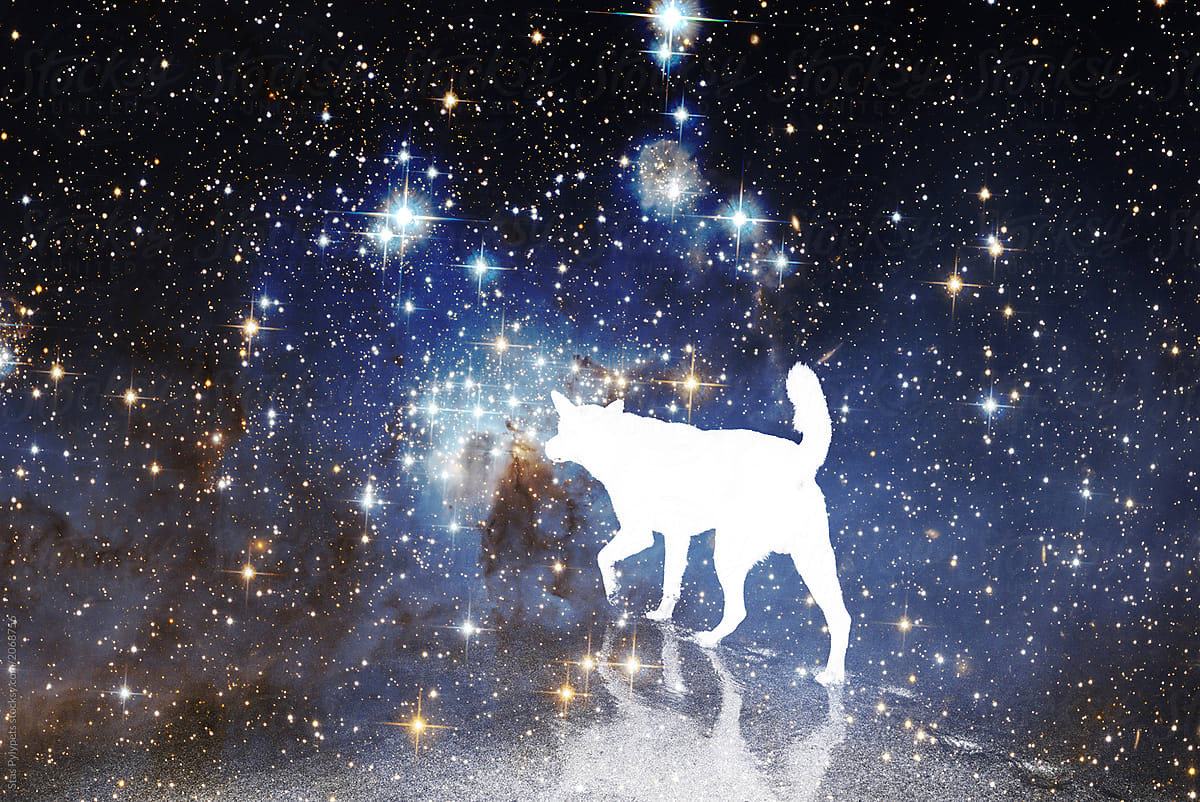 White dog against the background of stars and galaxies of the universe