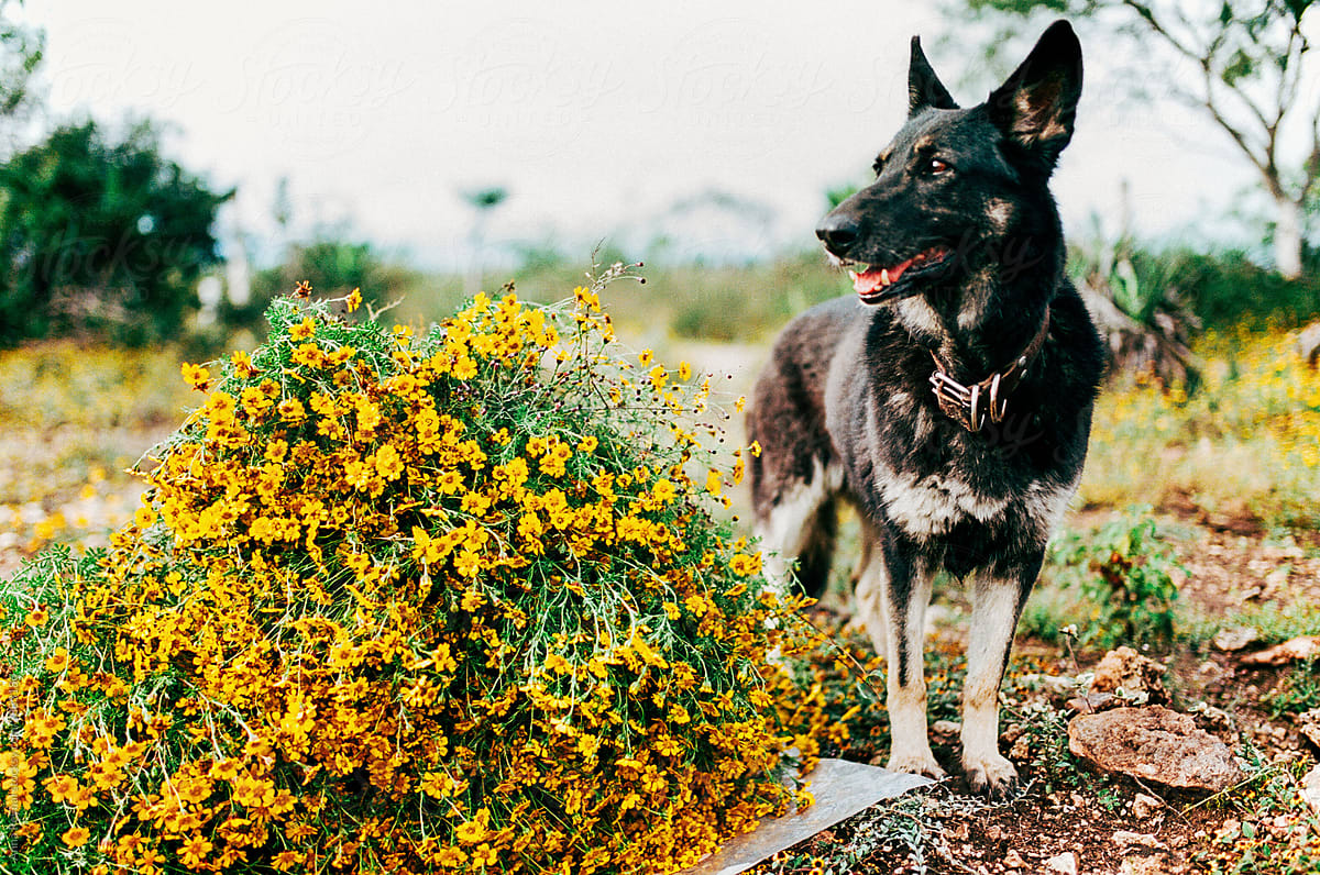 Dog with a pile of flowers