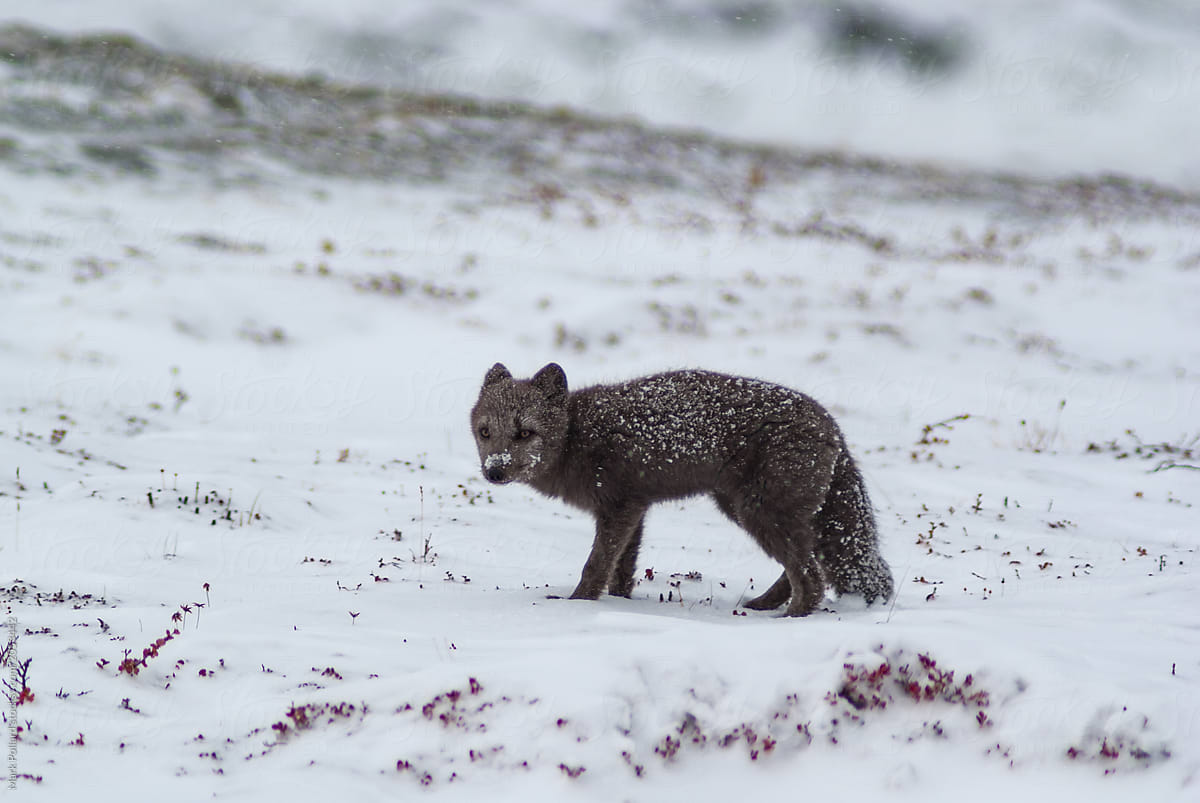 An Arctic Fox Against a Field of Snow