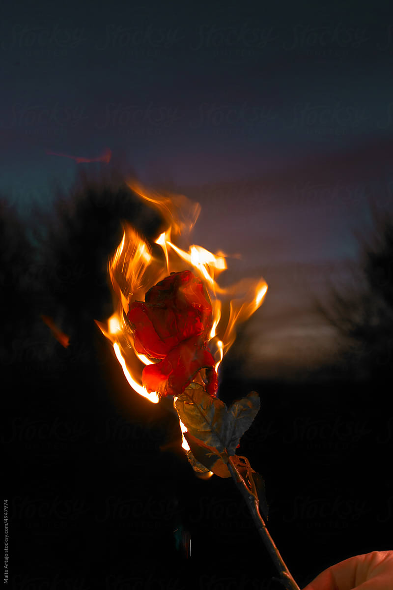 Red rose burning
