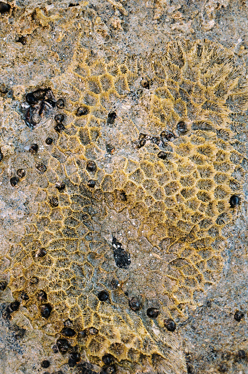 Detailed texture of fossilized coral at low tide