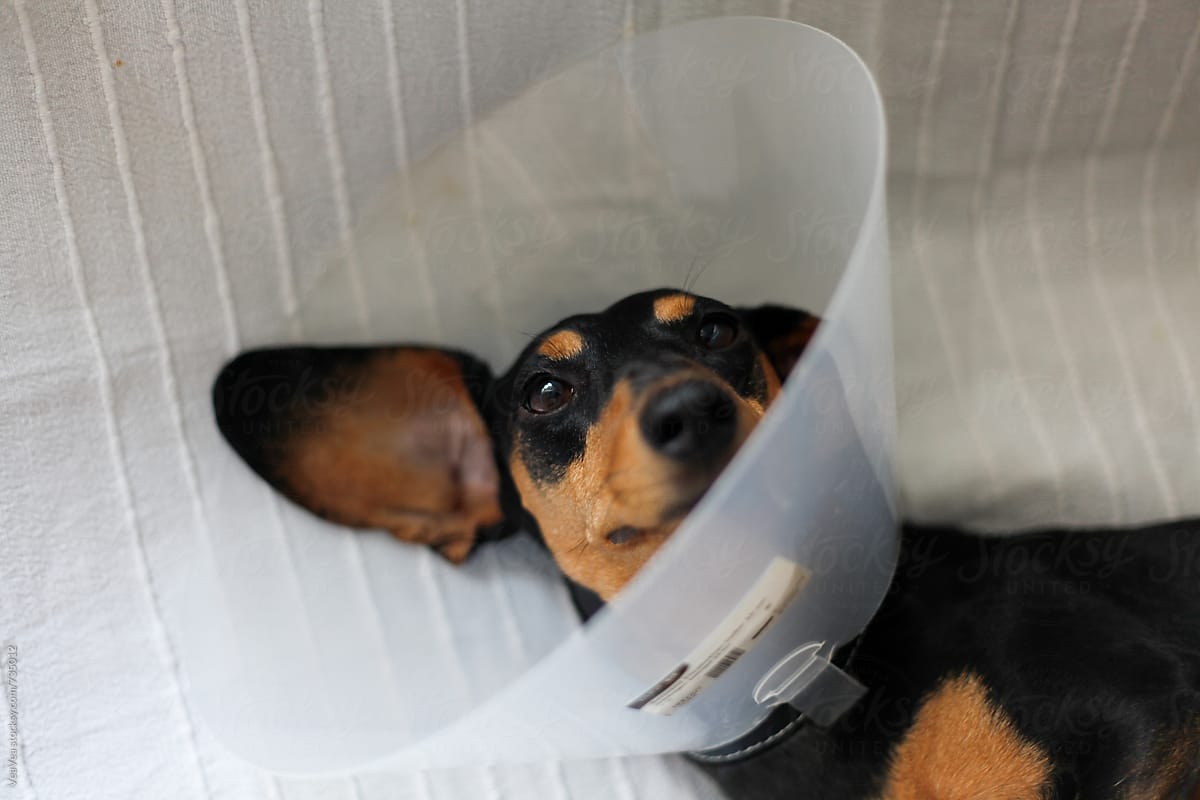 Cute black dachchund with a dog cone lying on the couch.