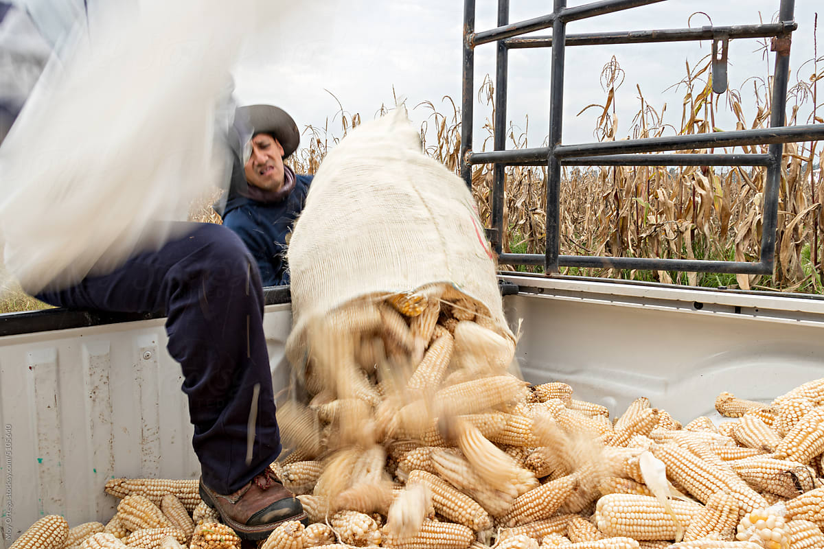Farm workers loading a cargo van with freshly cut dry ears of corn
