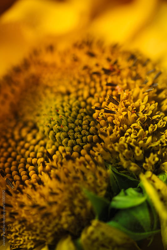 Details of sunflowers