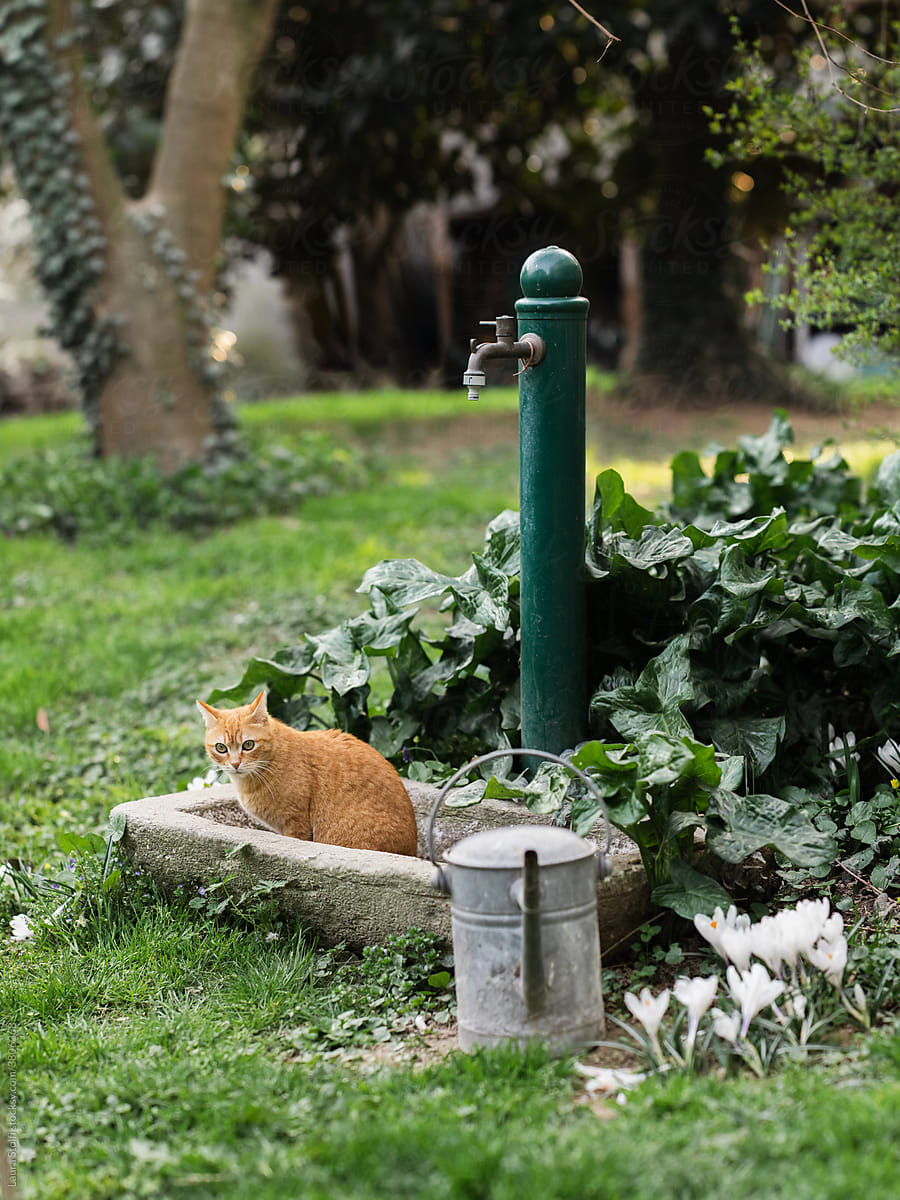 Old fountain basin and cat