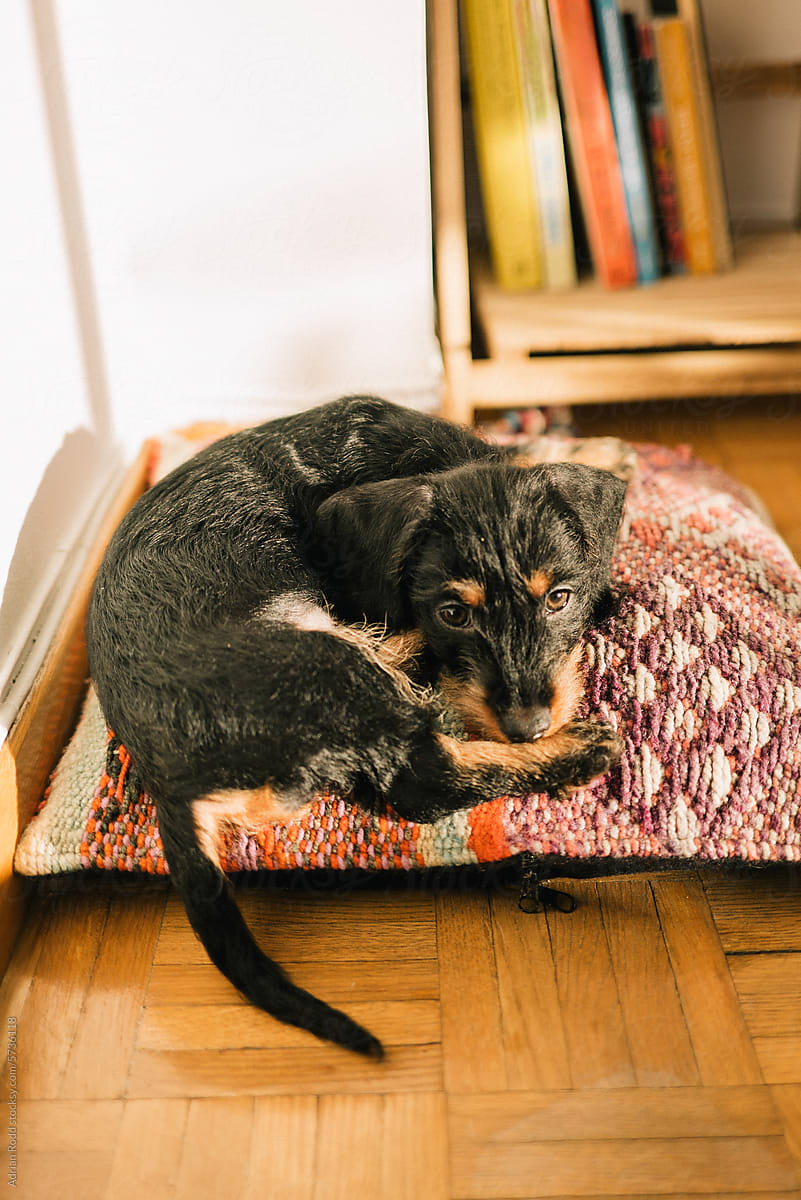 Analog portrait of a little dog peacefully resting on a cushion