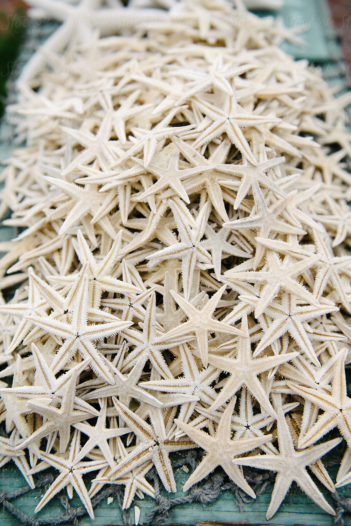 a large quantity of dried white star fish