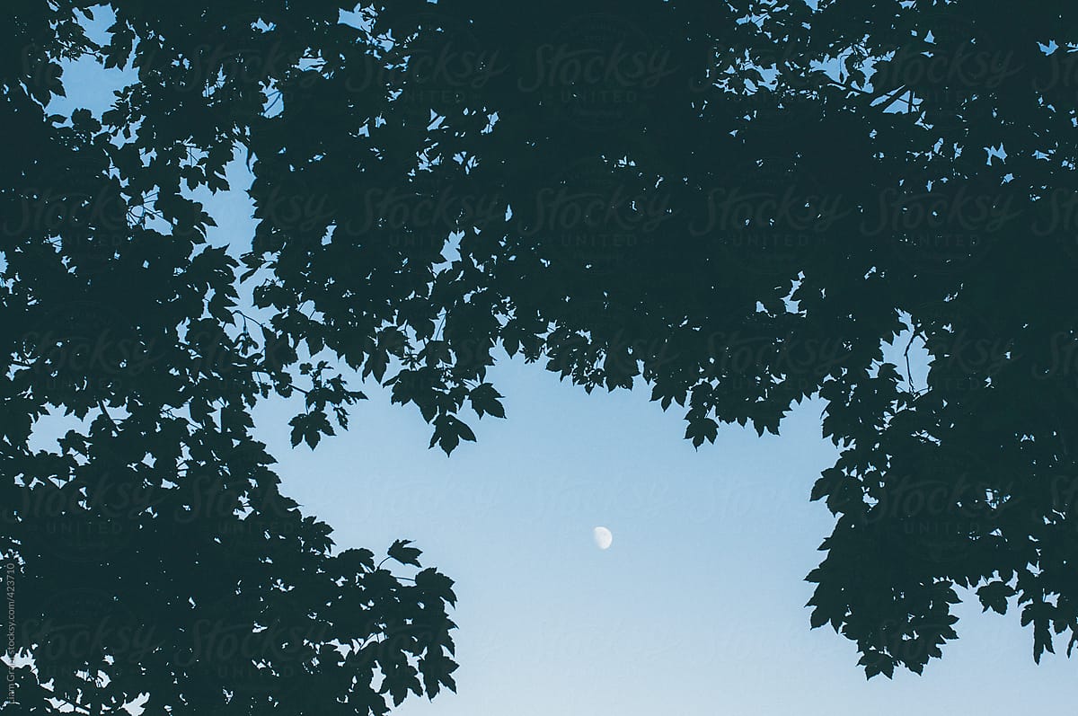 Moon in blue sky framed with Sycamore leaves.