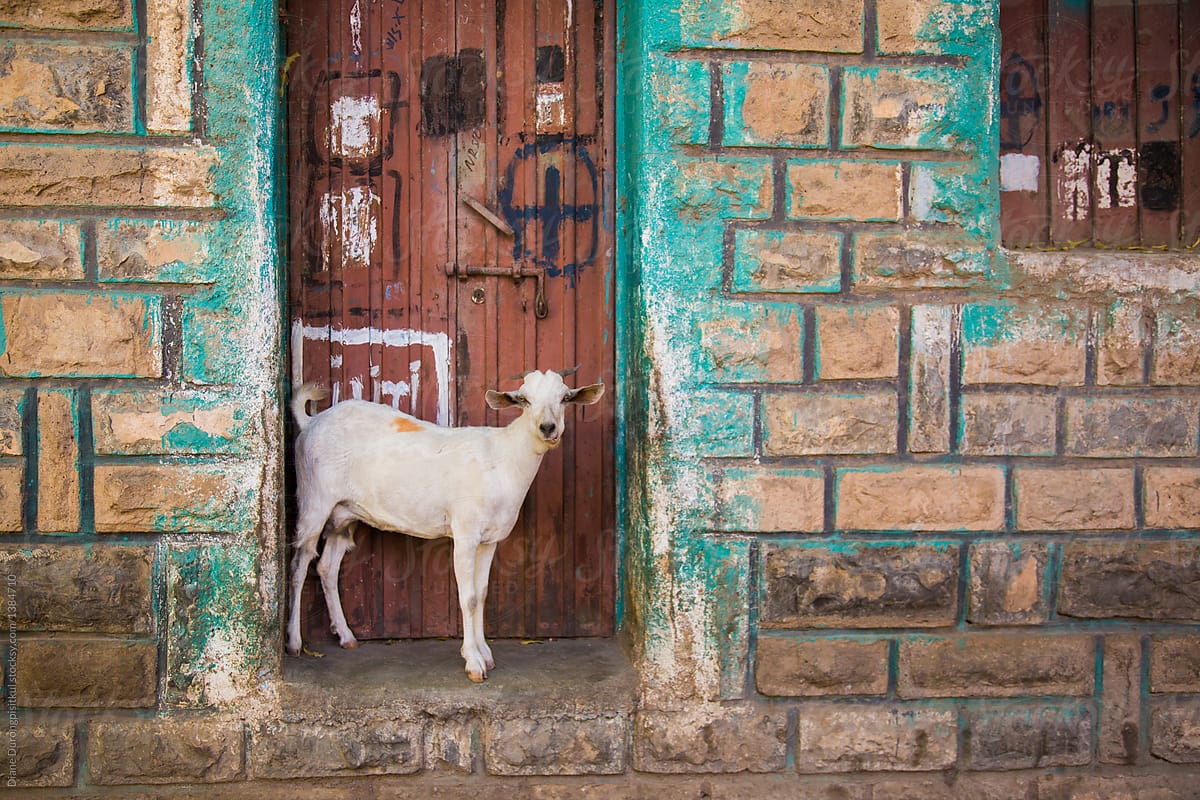 Goat in Doorway