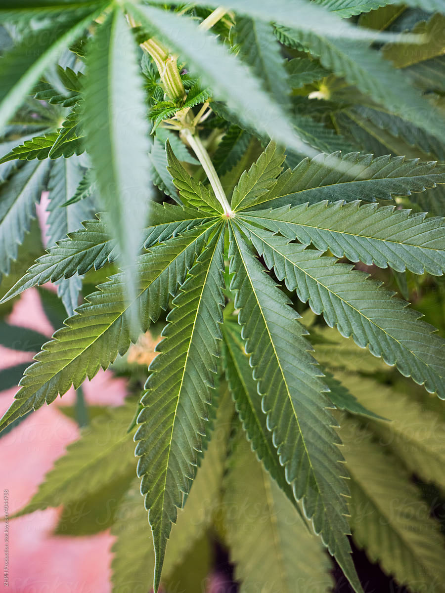 Closeup Shot Of A Cannabis Plant Leaves