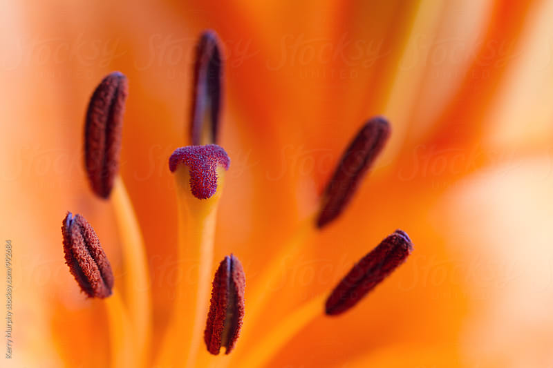 Macro of center of orange lily flower