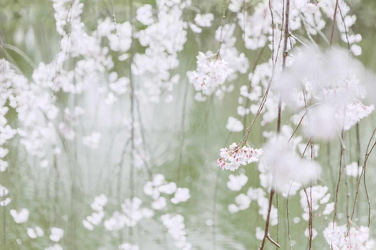 Curtain of White Cherry Blossom Flowers against Pond
