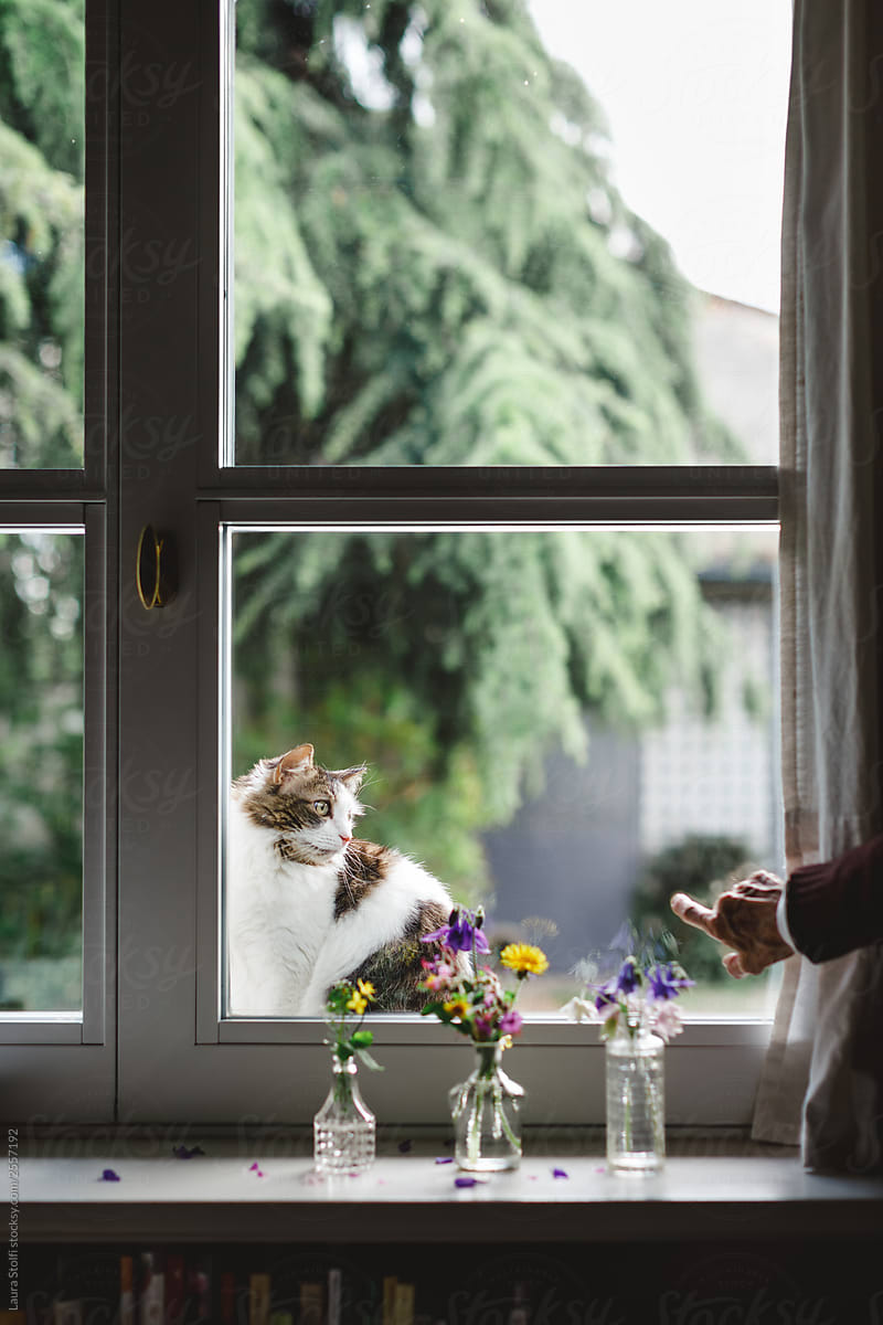 Cat and owner at home window