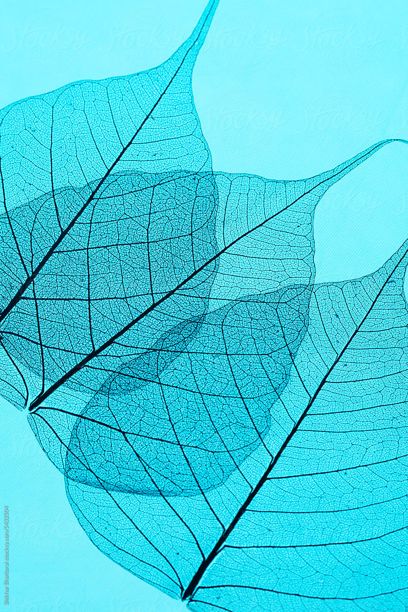 Overlapping leaf pattern.