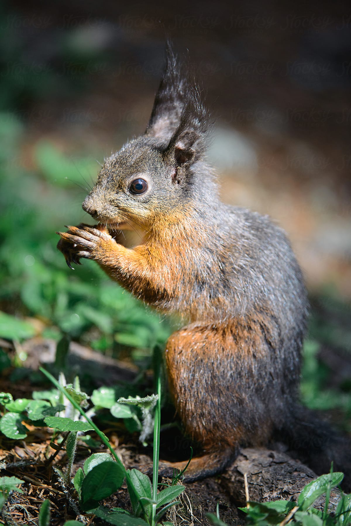 red squirrel (lat. Sciurus vulgaris)