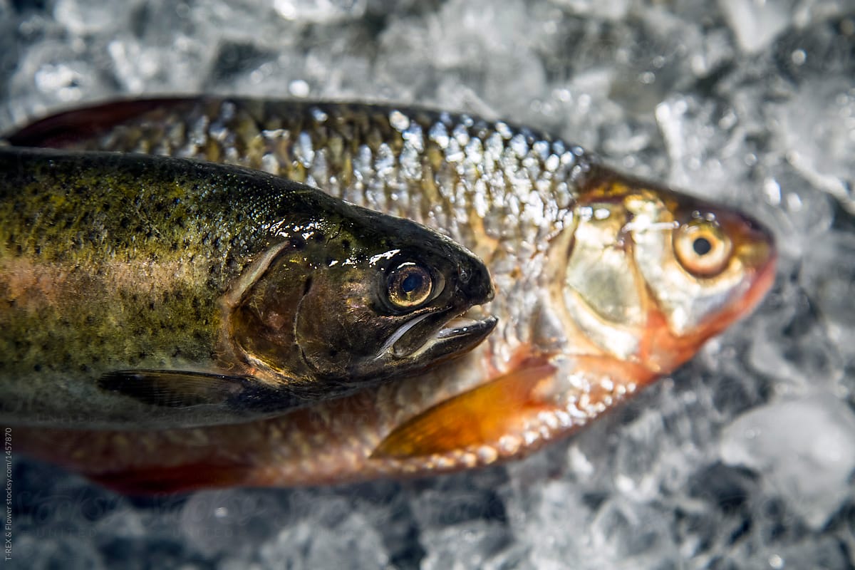 Red bass and trout on ice