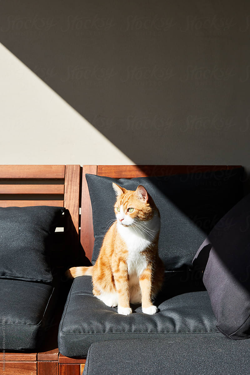 Ginger cat on stylish home balcony setting