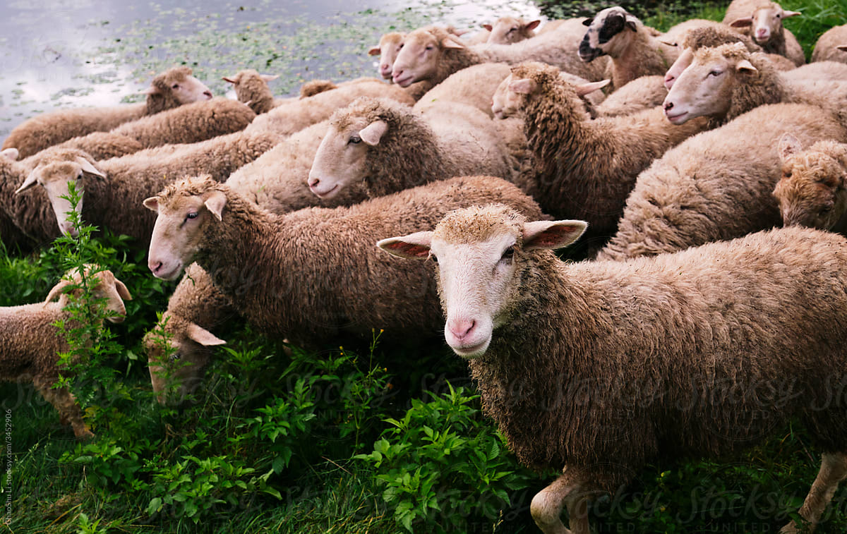 Pasture sheep, in Lijiang lake, Yunnan Province