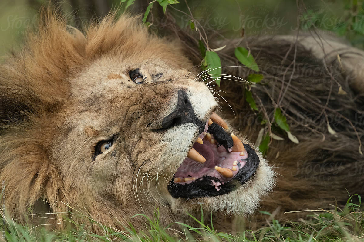 Grumpy Male Lion