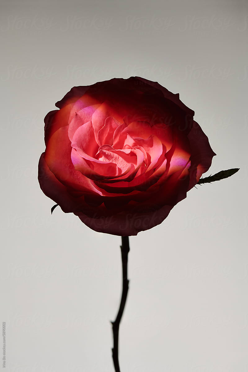 rose in contrasting light and shadow on Neutral Background