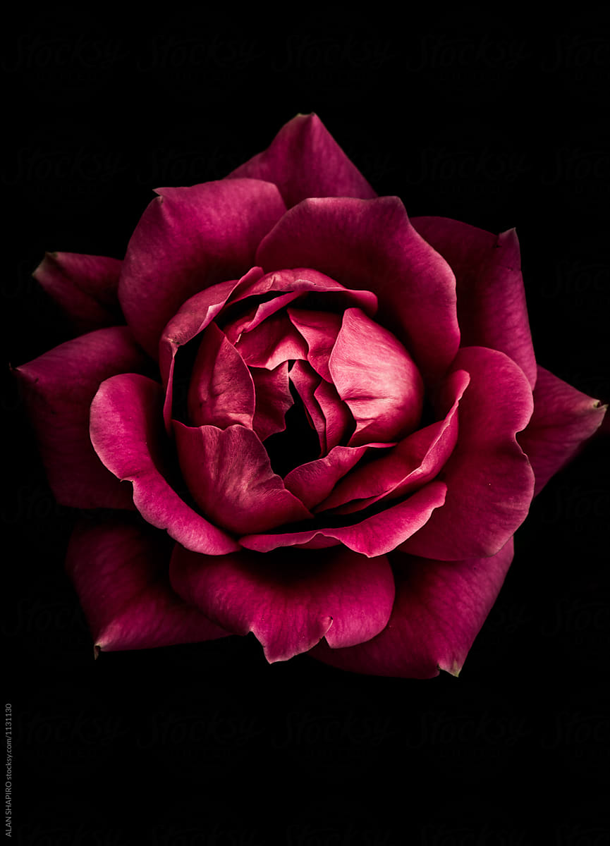 Rose from above