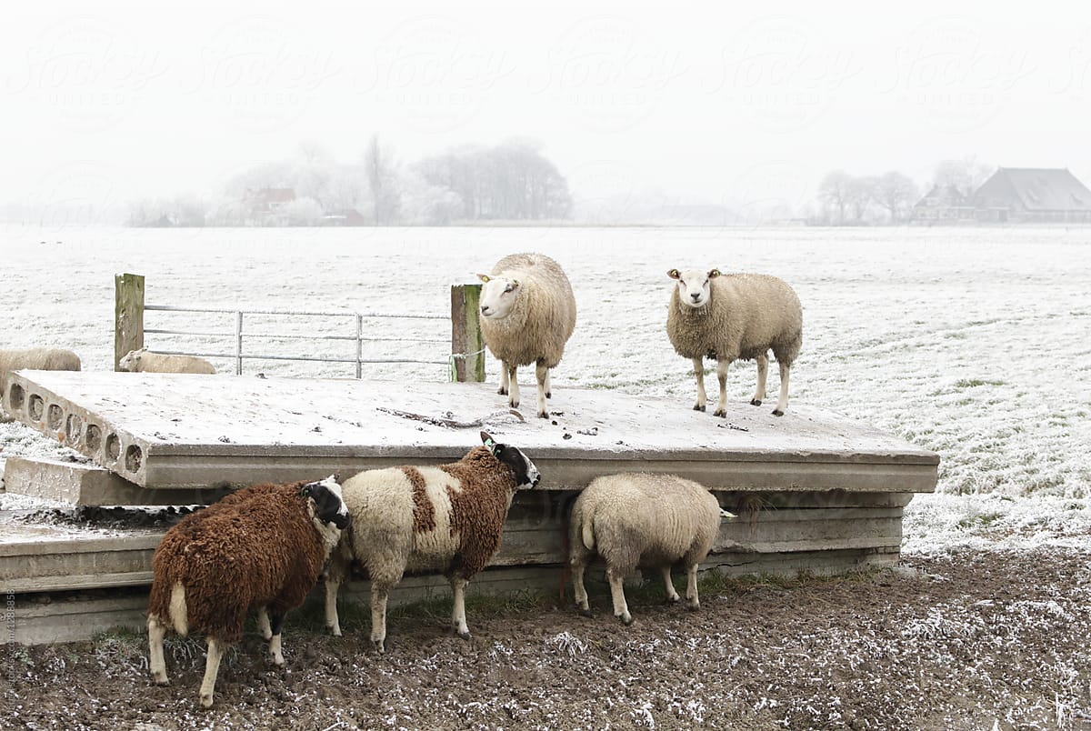 Group of sheep in winter