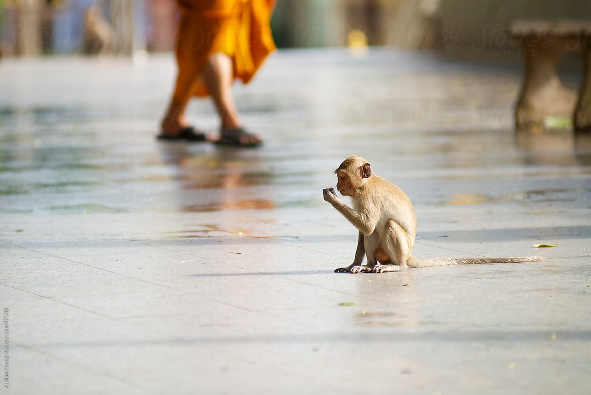 Monkey  Sitting and a Monk Walking By