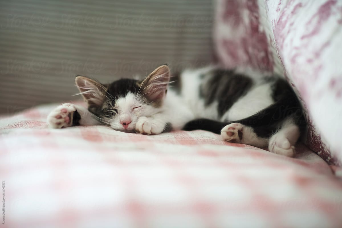 Young kitty cat sleeping on sofa on flowered quilt