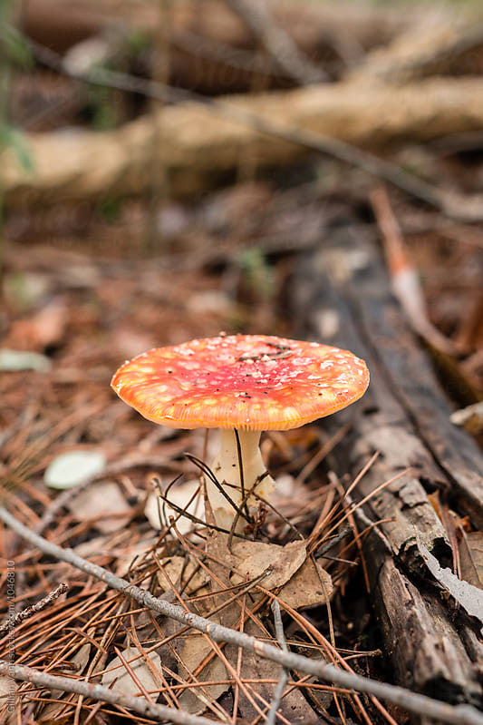 mature Fly Agaric toxic mushroom growing in a pine forest, these start out as pretty dome shaped mushrooms but change as they mature.