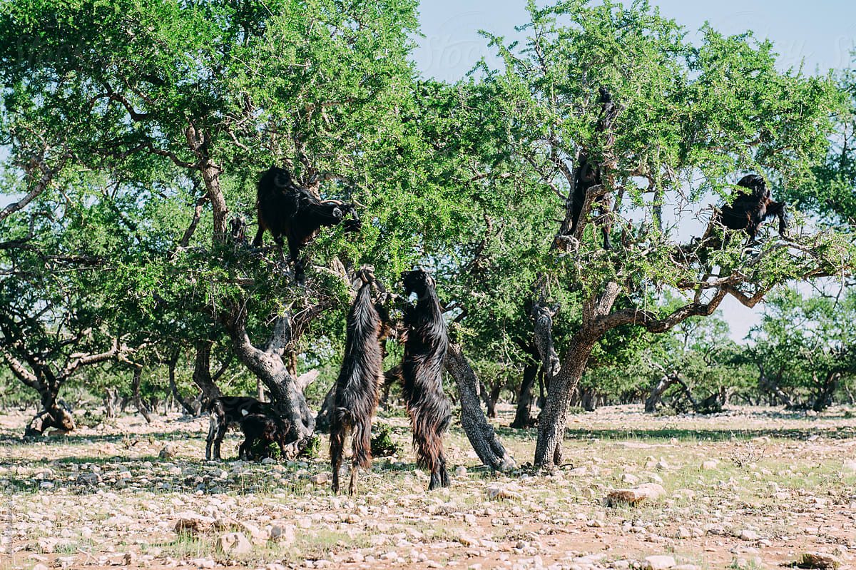 Goats eat Argan kernels from the tree in Morocco