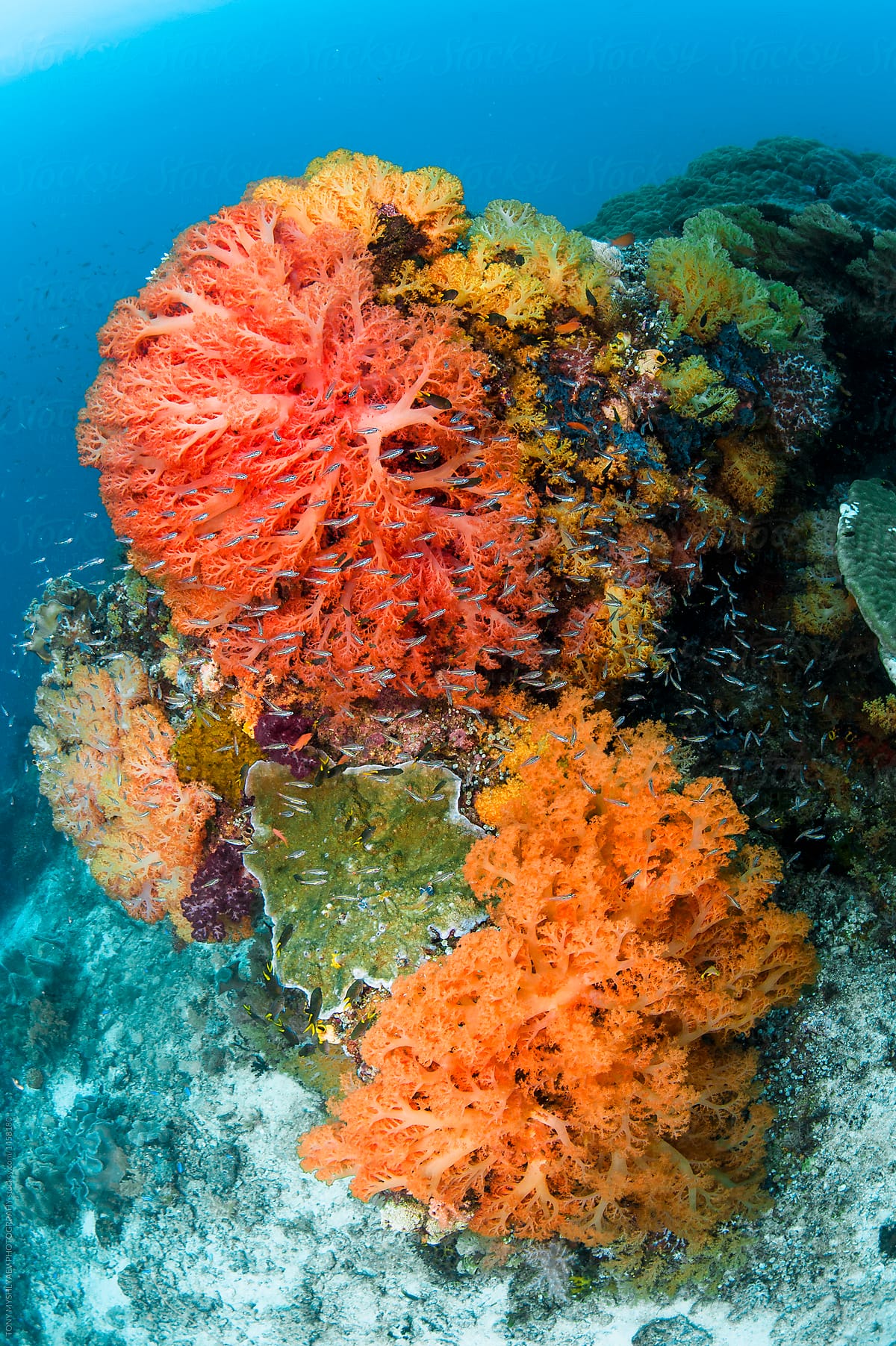 Colourful Soft Coral
