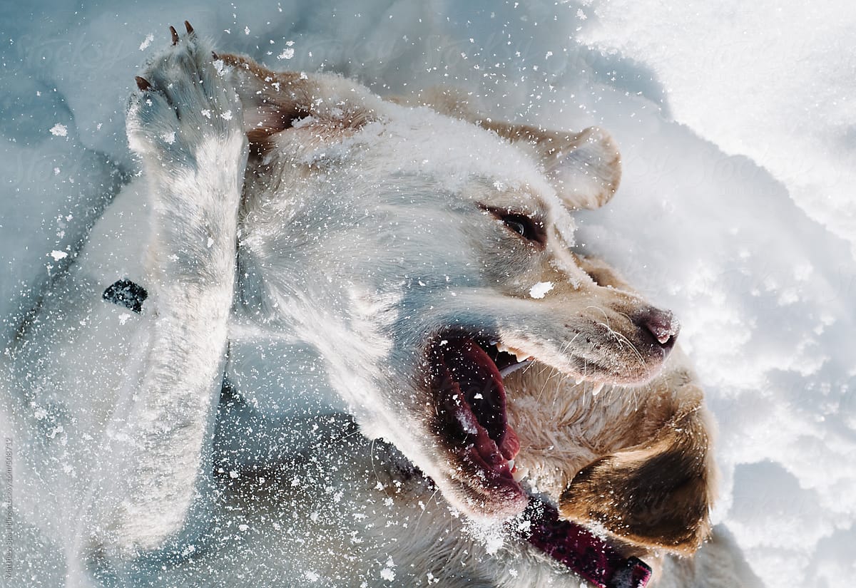 Dogs playing and wrestling in snow during winter