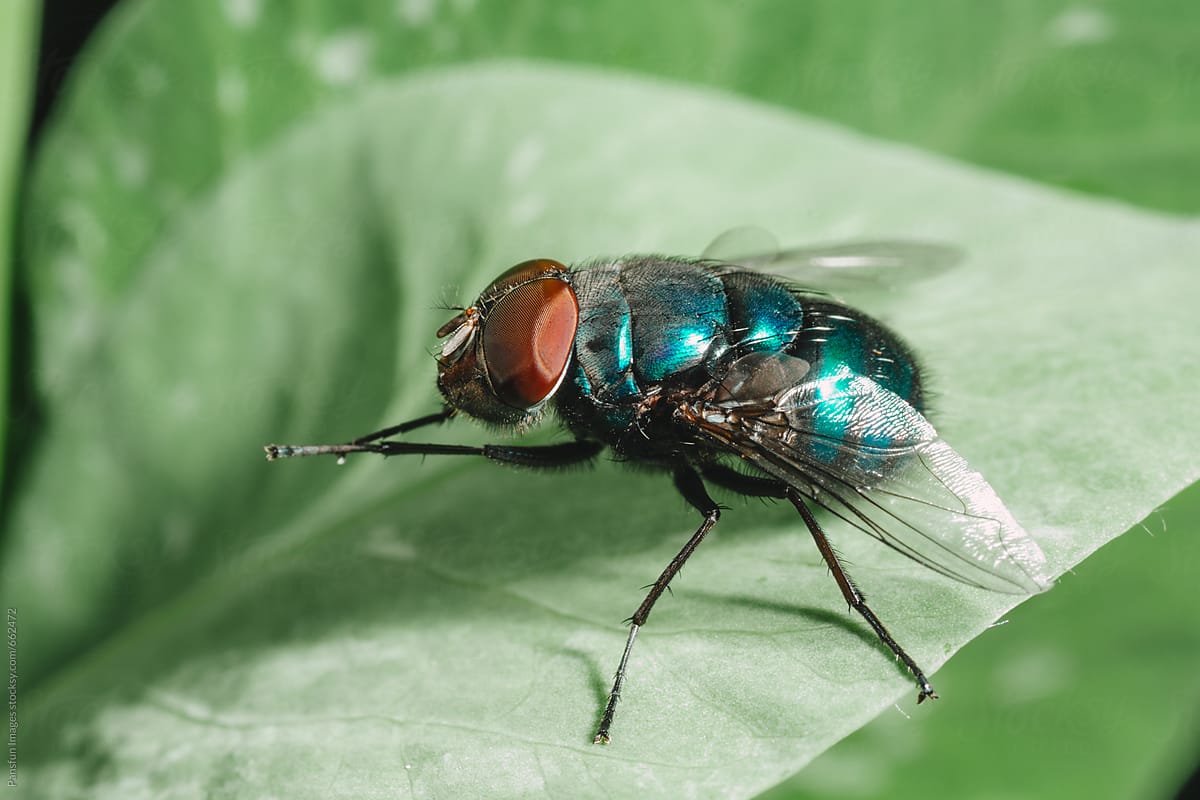 fly insect macro