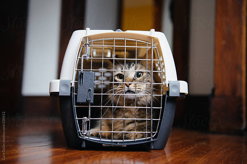Pet cat in carrier, ready to go to the vet by Cara Dolan Stocksy United