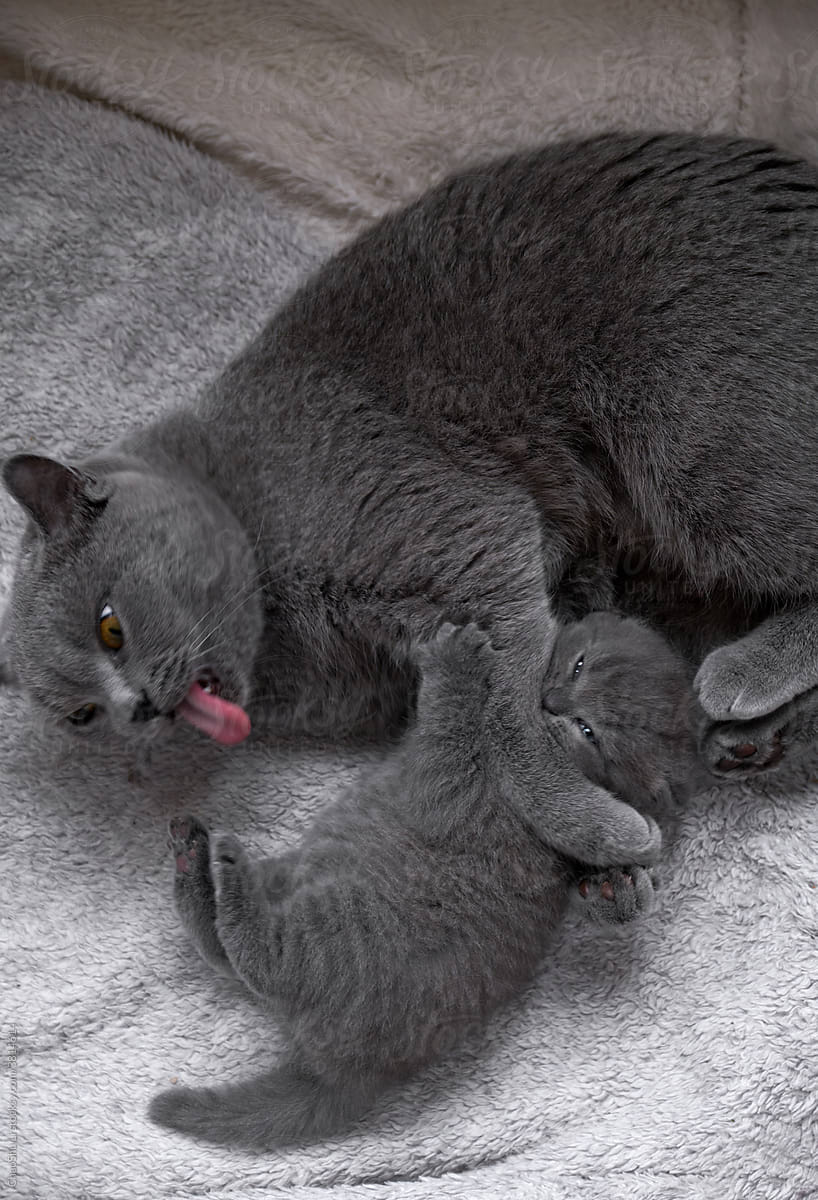 Cute British short blue cat and mother, resting in the nest