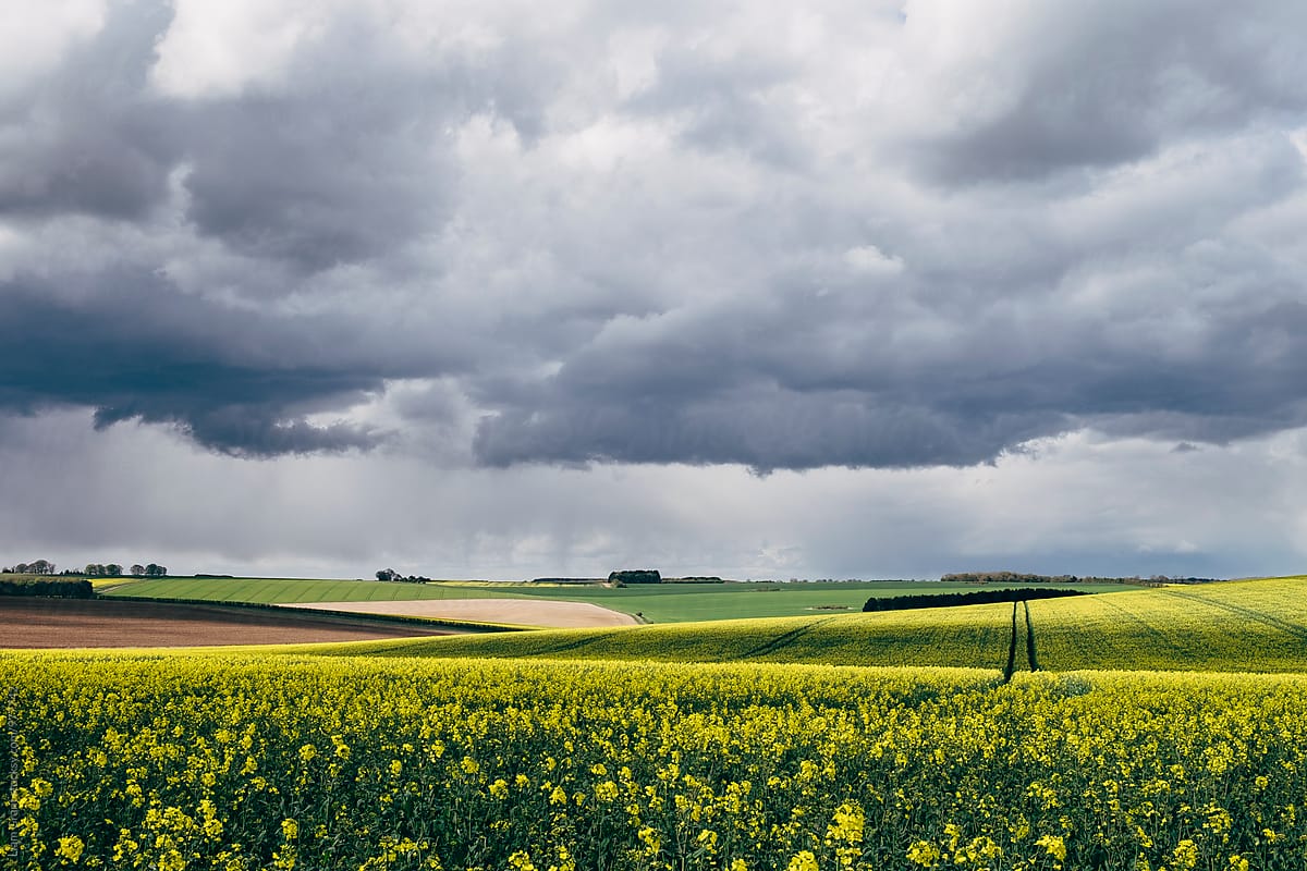 Rapeseed field and distant rain storm over Massingham Common. Norfolk, UK.
