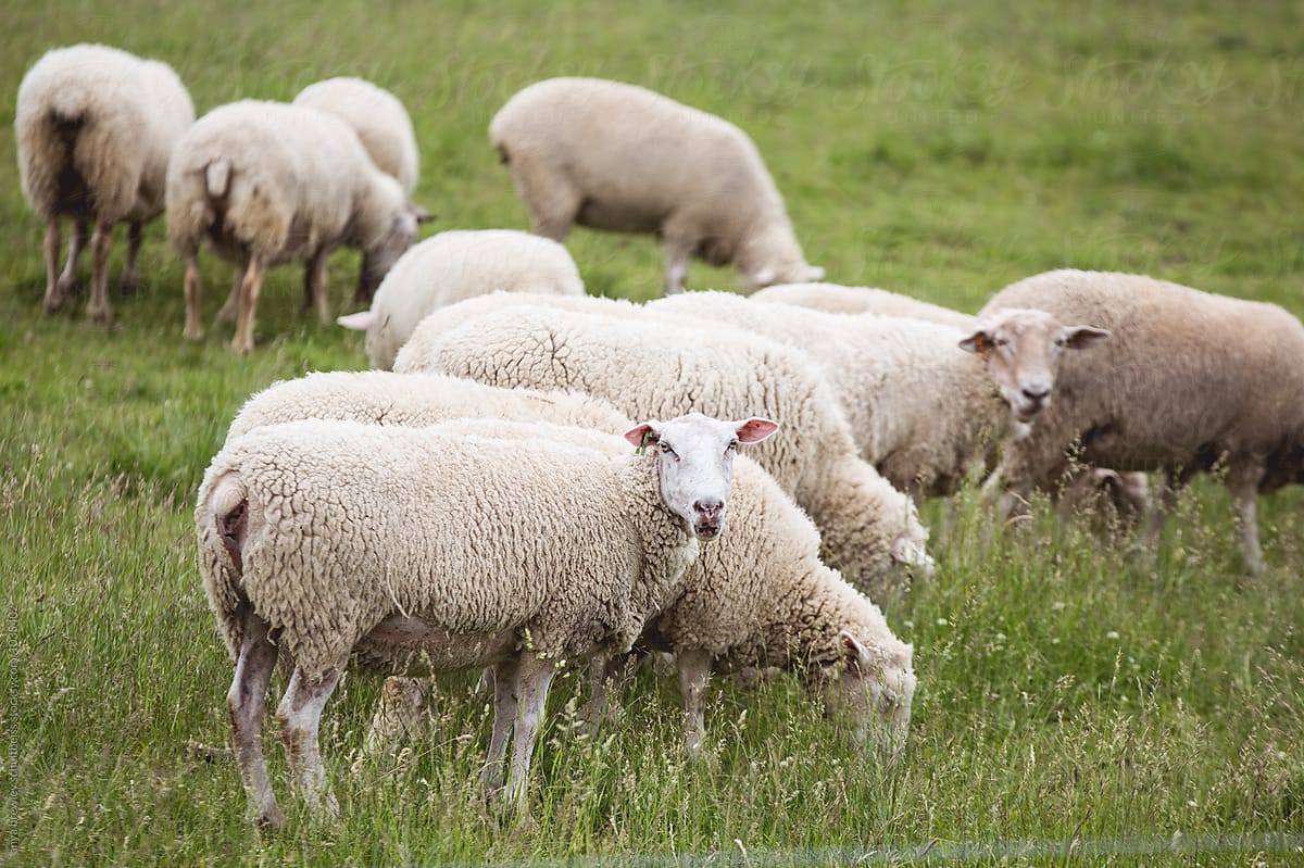 A flock of white sheep in a lush green field