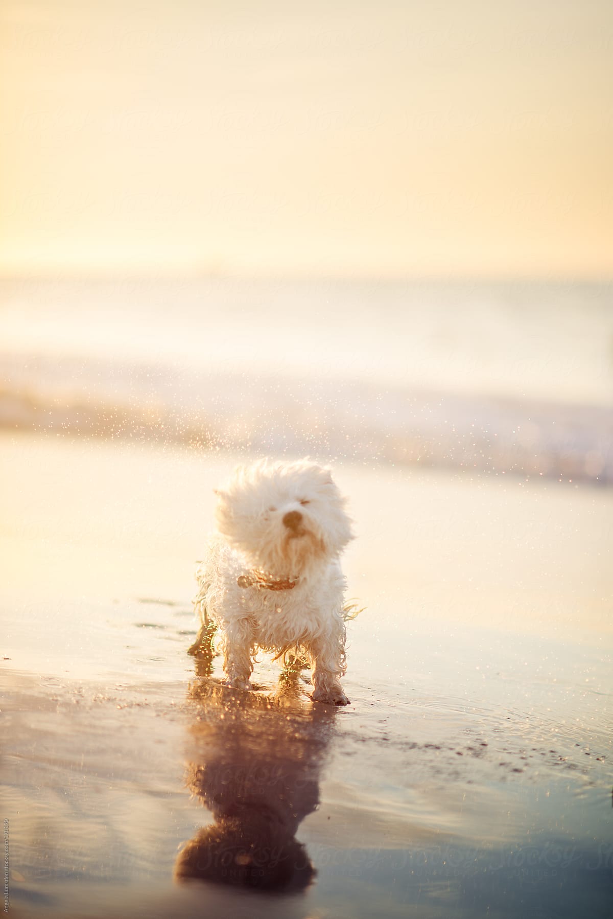 White dog shaking water droplets at the beach at sunset