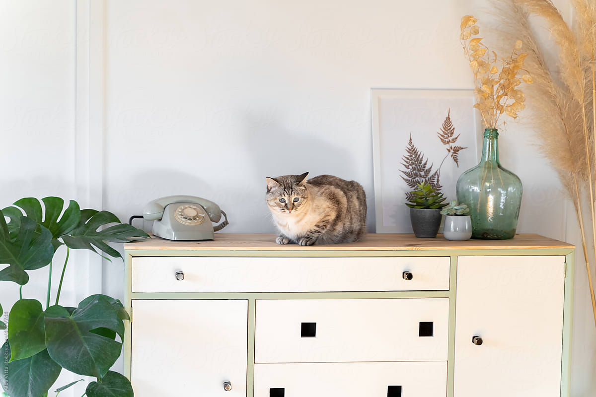 Cute cat on chest of drawers with retro dial phone