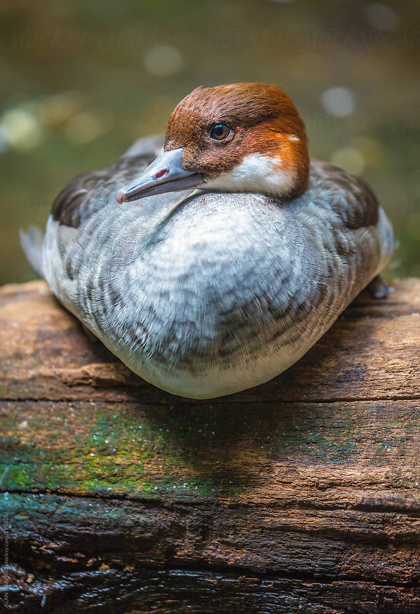 Duck on a log