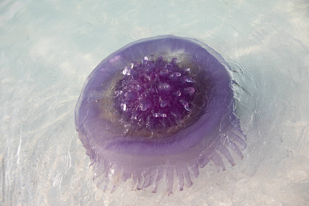 A purple crown jellyfish in teh shallow waters near a beach of the Maldives
