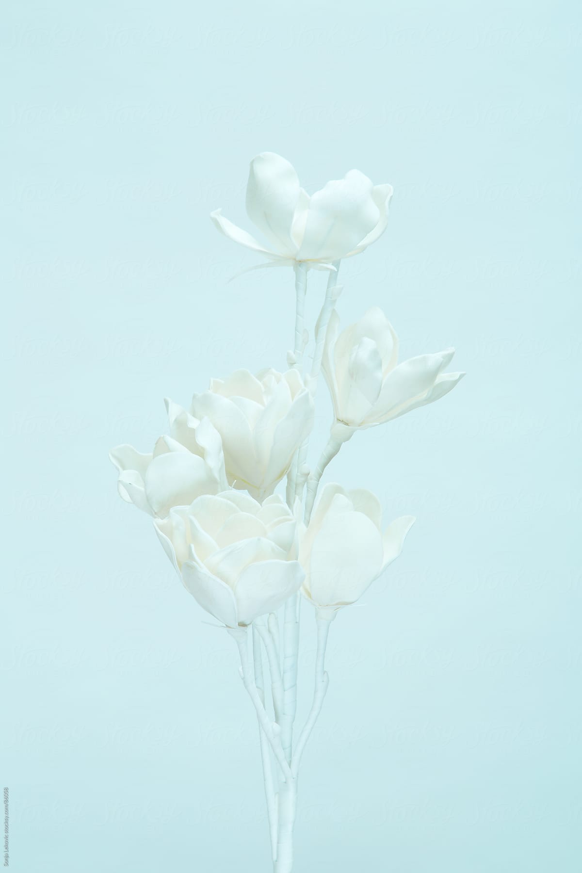 white flower on a light blue background