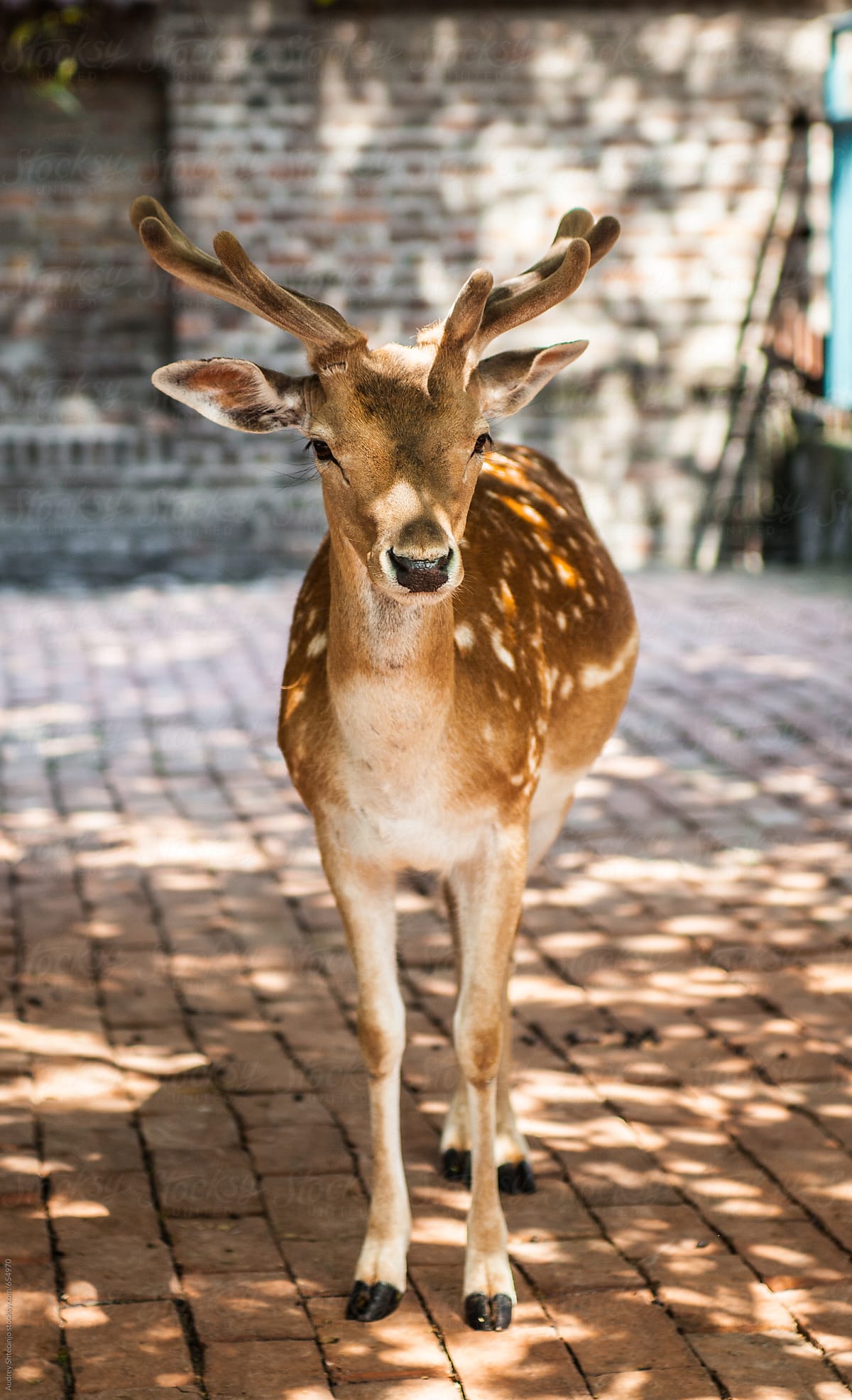 Young deer stag in captivity.