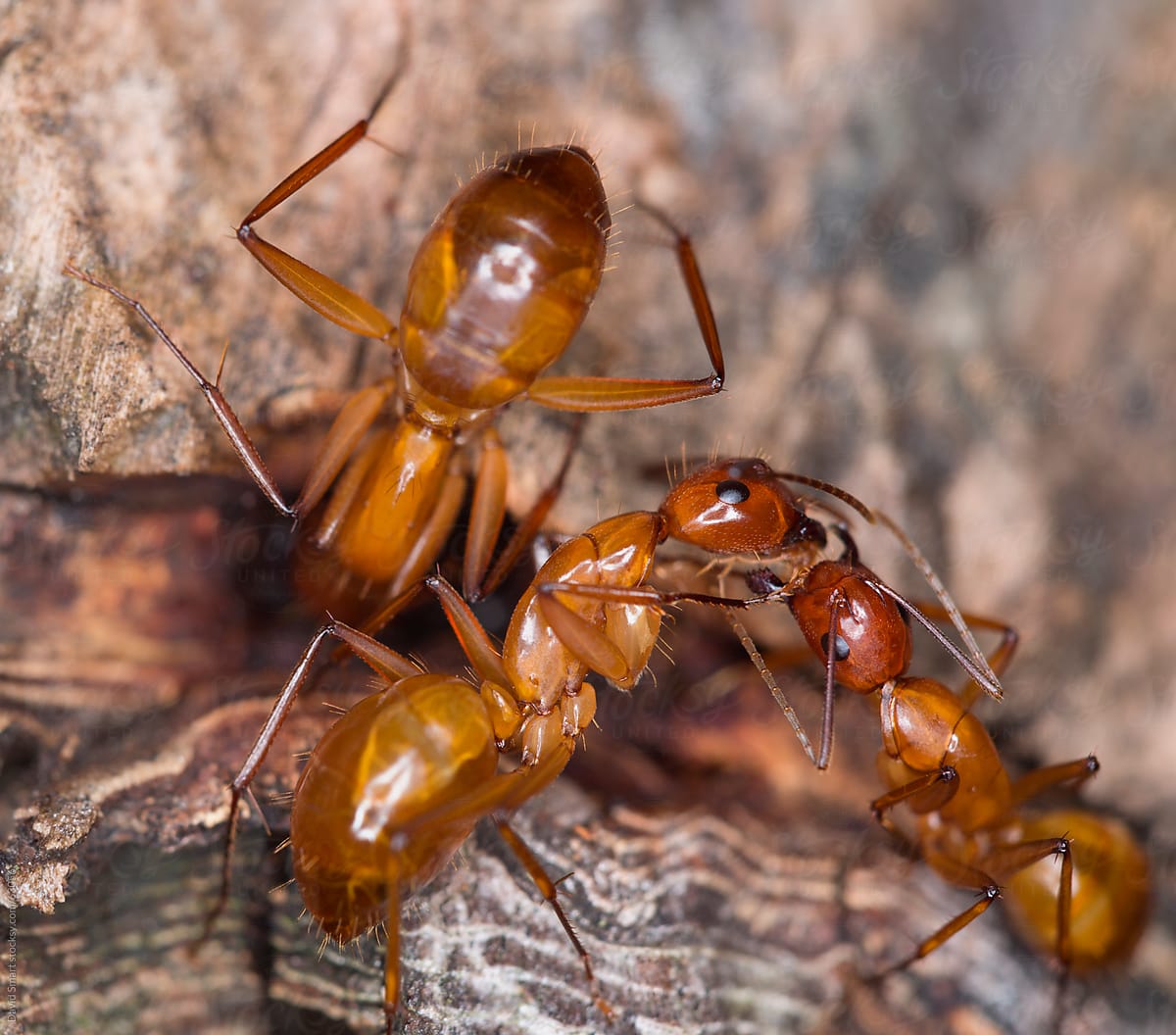 Workers ants engaging in the social sharing of food.