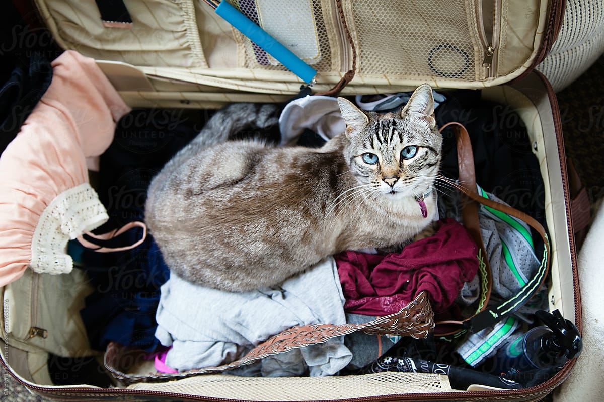 Siamese cat sitting inside of a suitcase