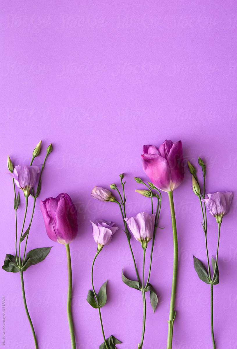 Purple Tulip Flowers And Roses On Purple Background by Pixel Stories