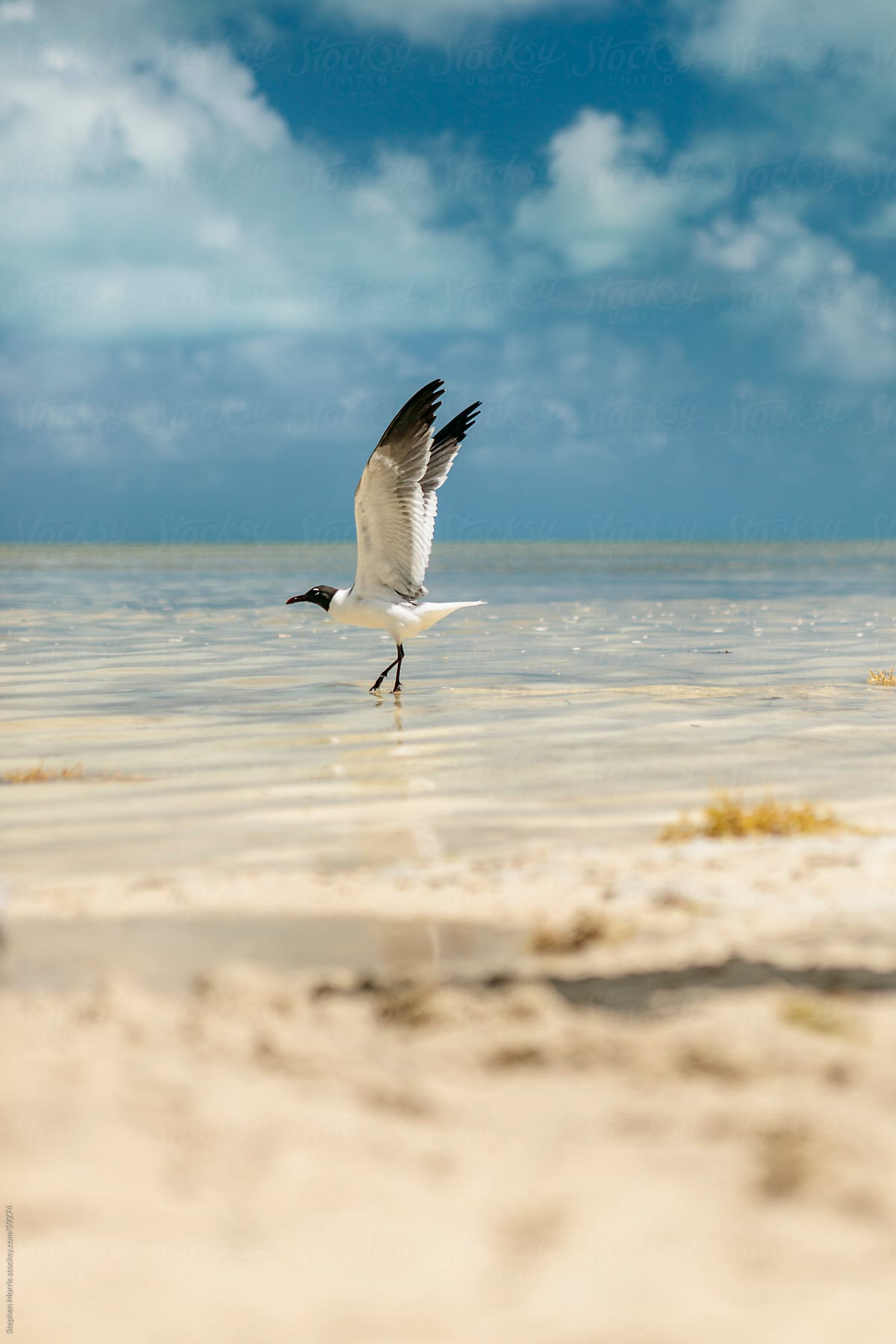 Seagull Taking Flight on Beach
