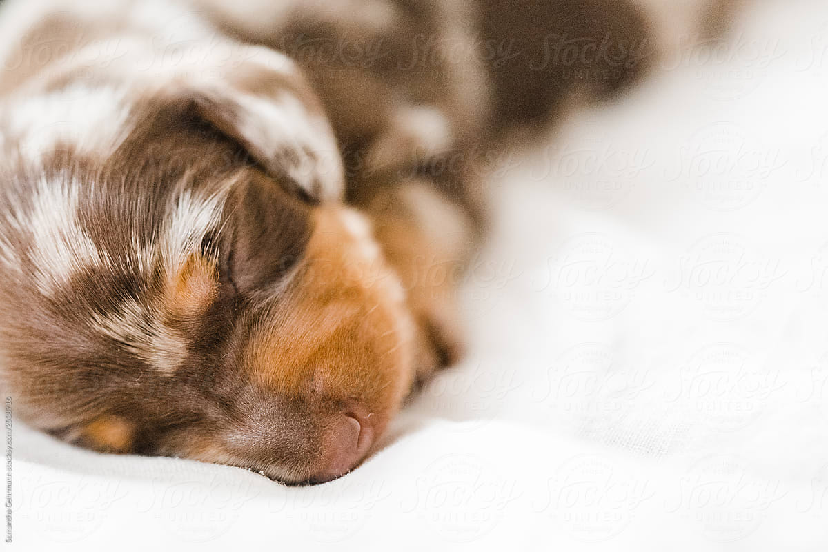 dappled dachshund puppy