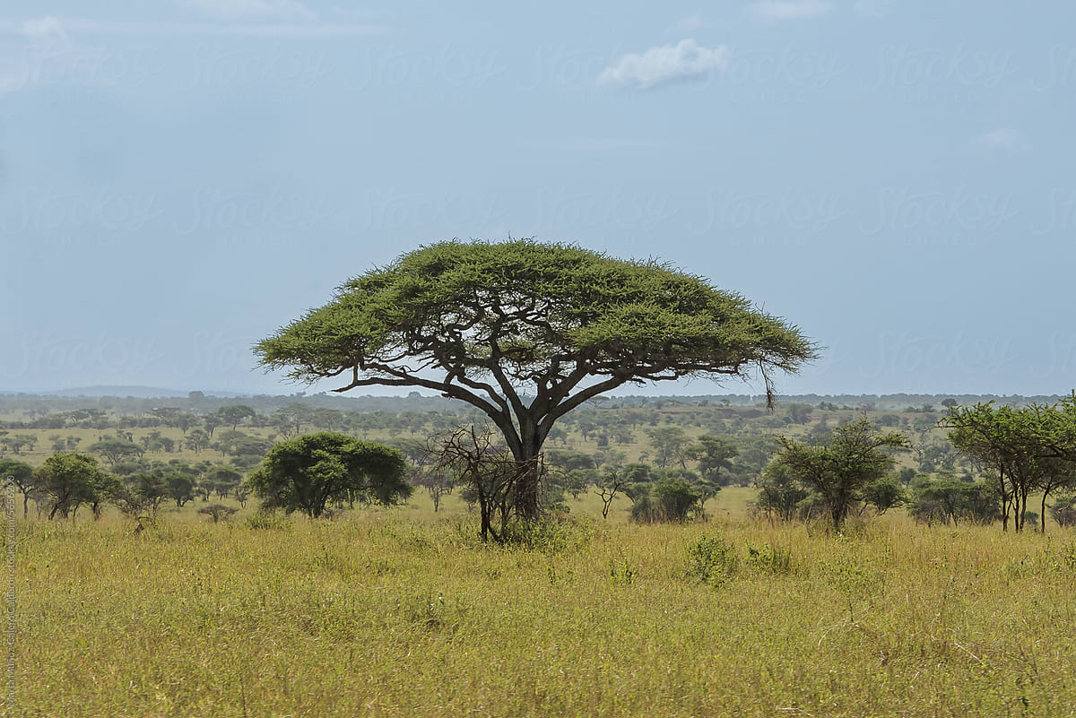 Baobab in the middle of the field in Tanzania